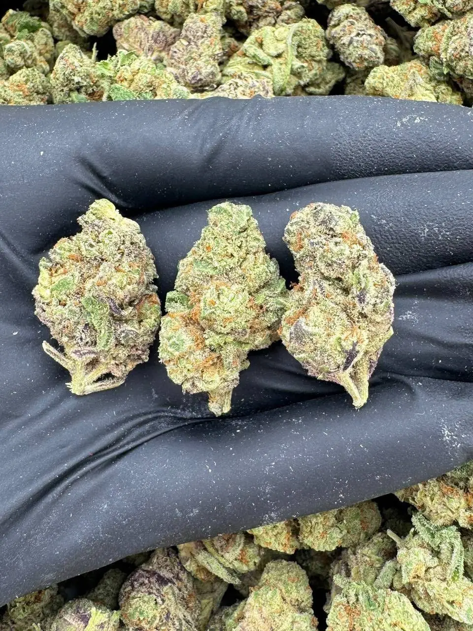 Buy kush coke mdma Tbilisi Telegram